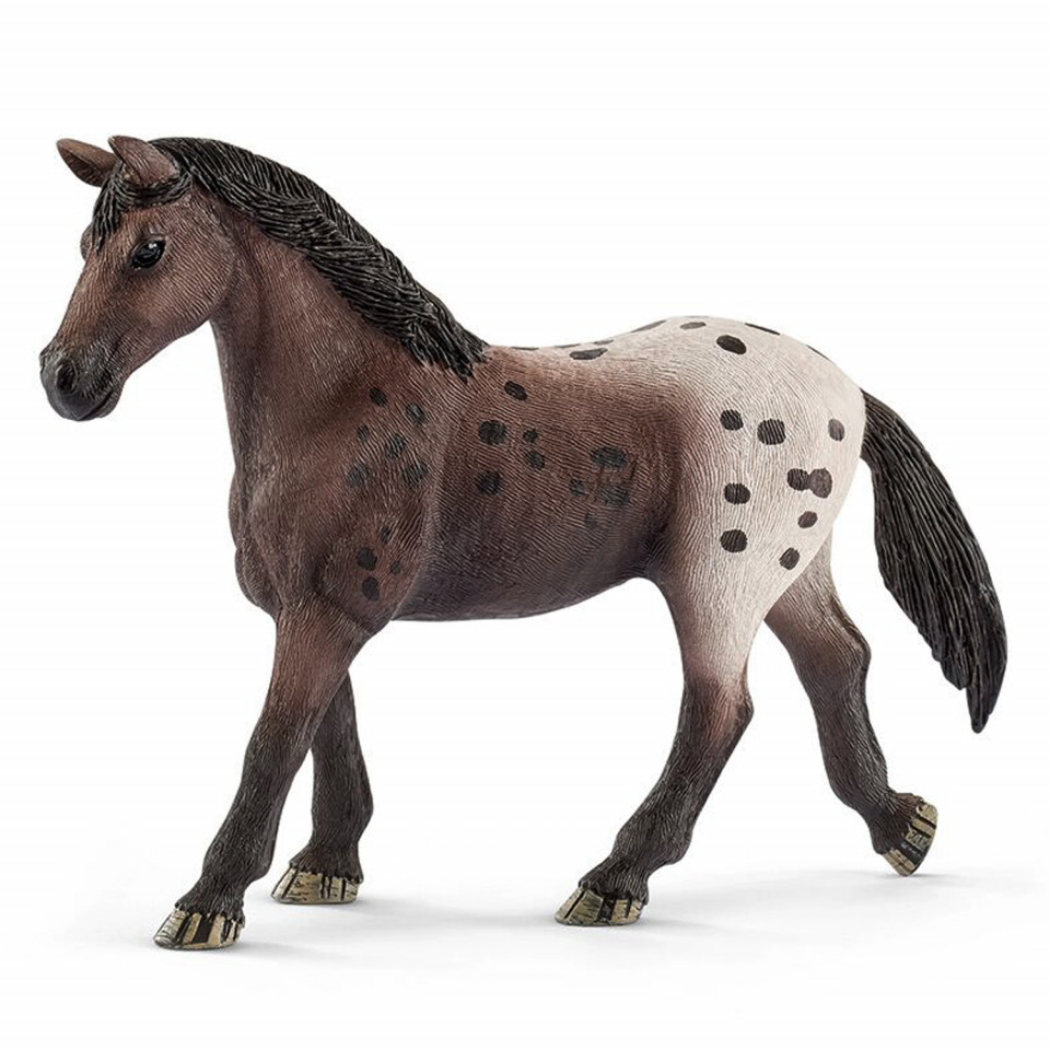 Appaloosa hest - hoppe