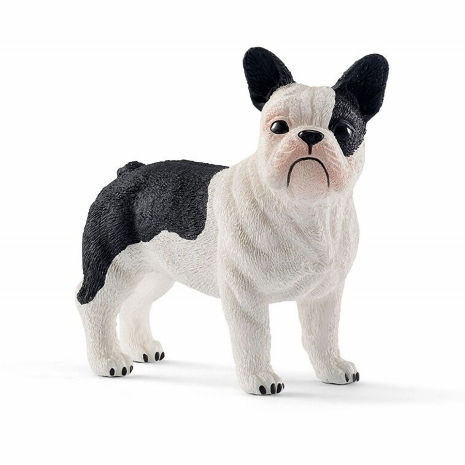 French bulldog
